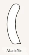 allantoïde