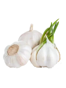 Allium Sativum