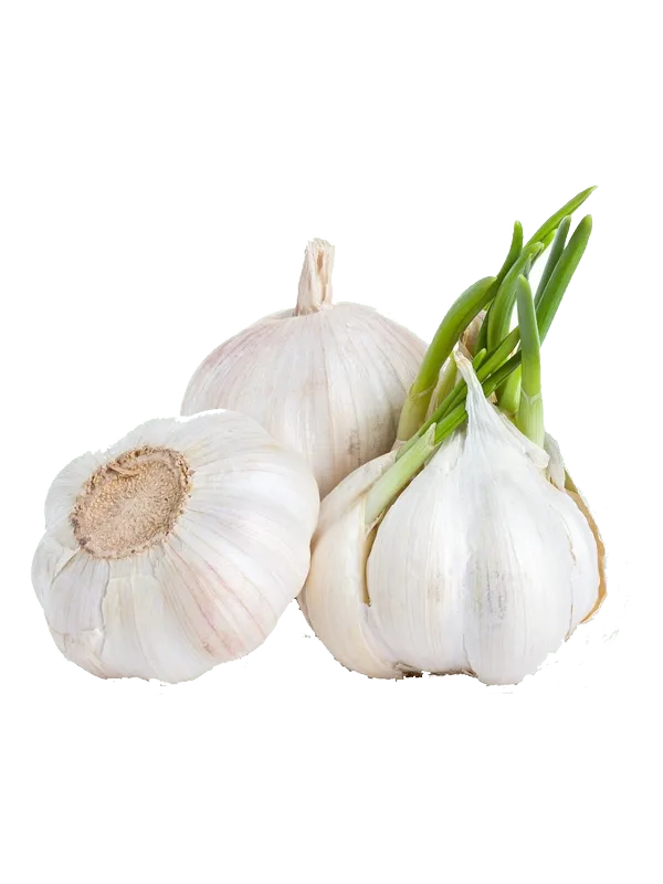 Allium sativum