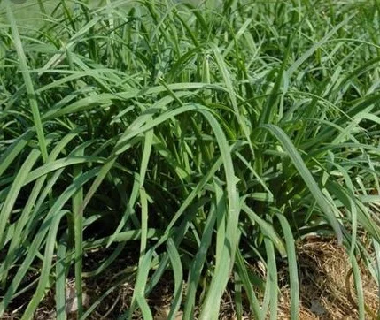 Allium tuberosum