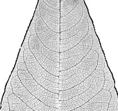 anastomose