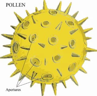 apertures pollen