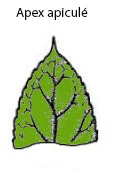 apicule
