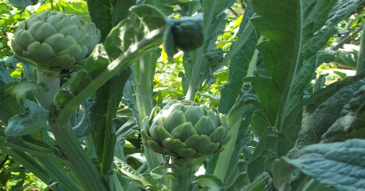 Cynara scolymus