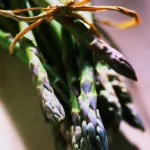 Asperge