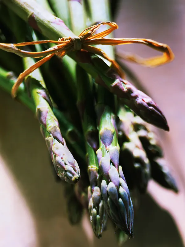 Asparagus officinalis