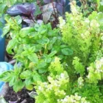 Herbes aromatiques vertes et pourpres en jardinière