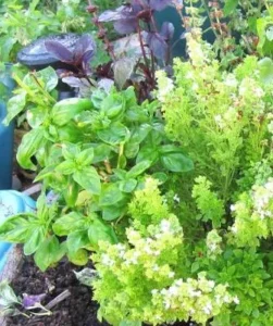 Herbes aromatiques vertes et pourpres en jardinière