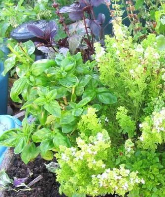Ocimum basilicum