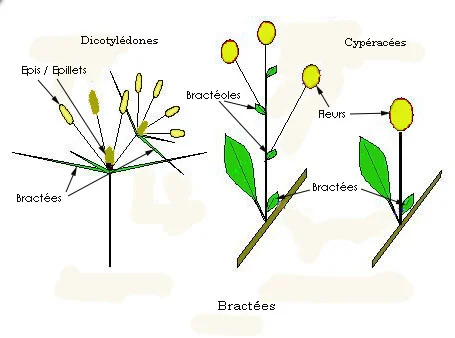 bractée