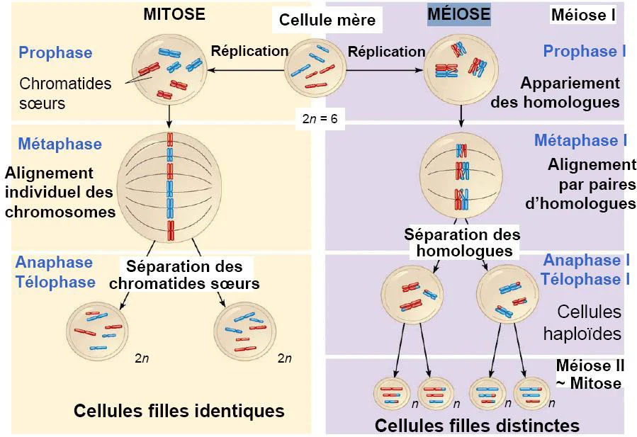 division cellulaire mitose méiose
