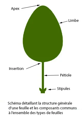 feuille