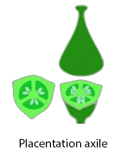 placentation axile