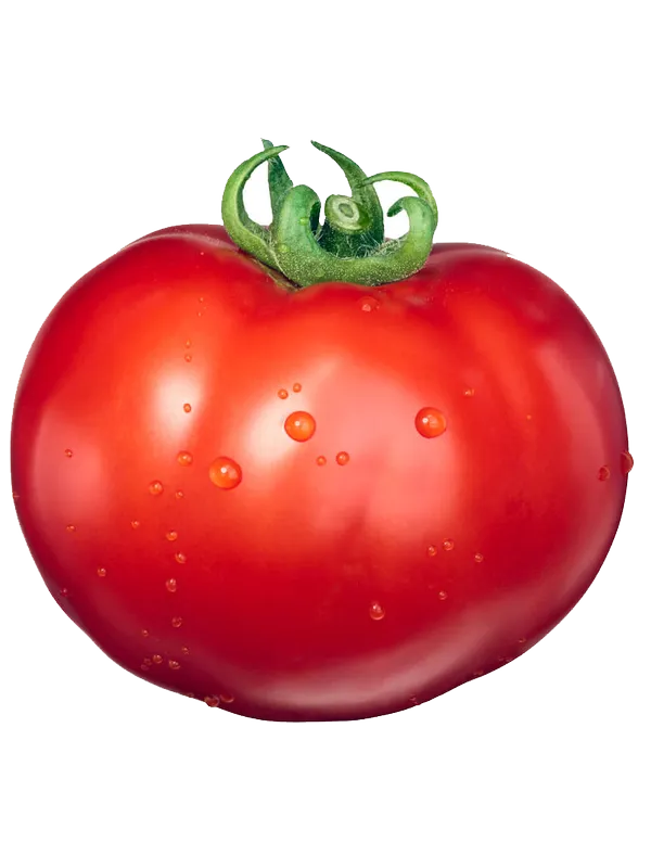 Solanum lycopersicum