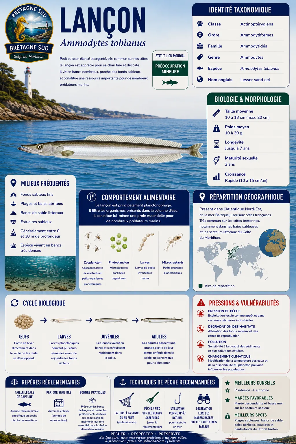 Infographie sur le lançon Ammodytes tobianus en Bretagne