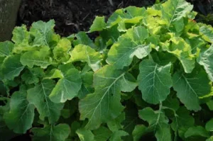 Grandes feuilles vertes de courgette au jardin