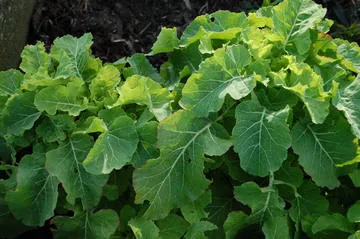 Grandes feuilles vertes de courgette au jardin