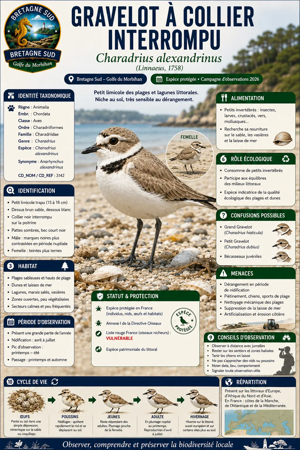 Infographie du Gravelot à collier interrompu en Bretagne