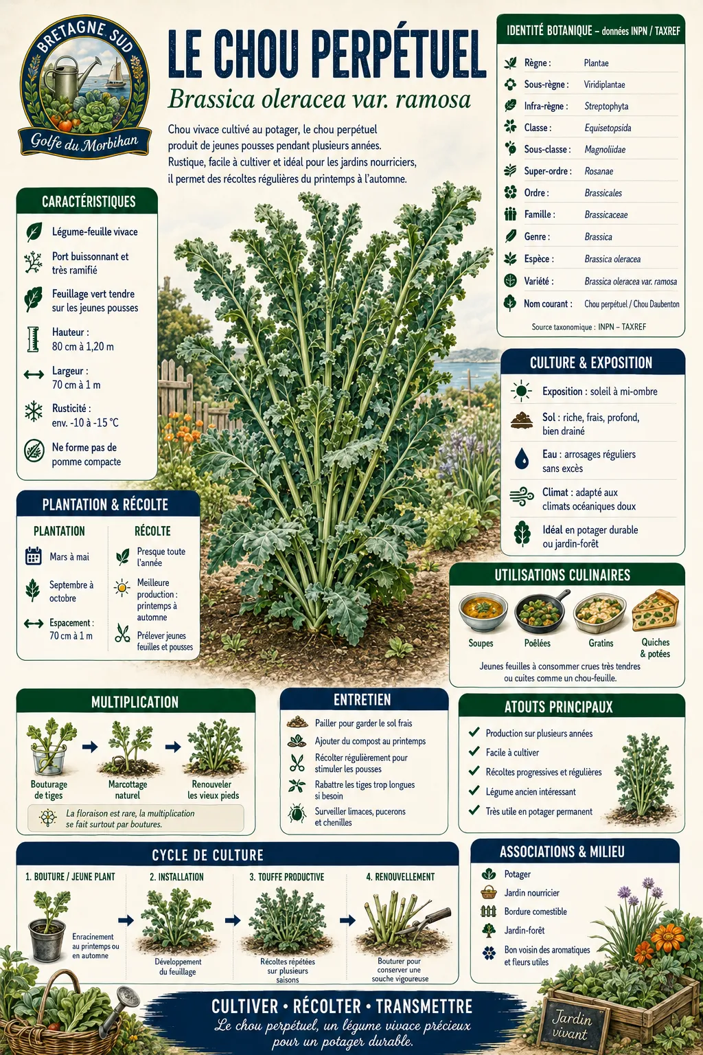 Infographie sur le chou perpétuel au potager