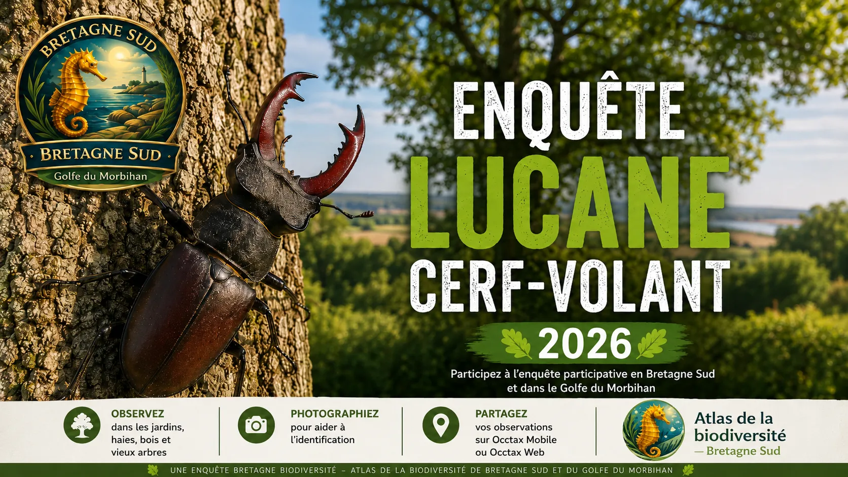 Lucane cerf-volant sur tronc en Bretagne Sud