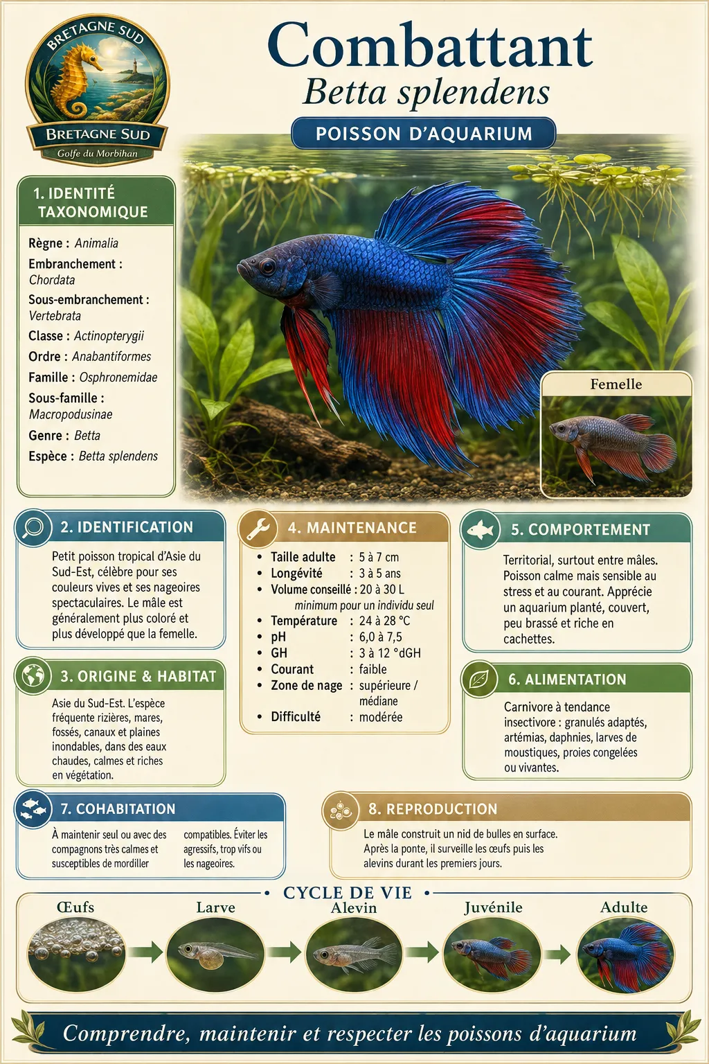 Infographie du poisson Combattant Betta splendens