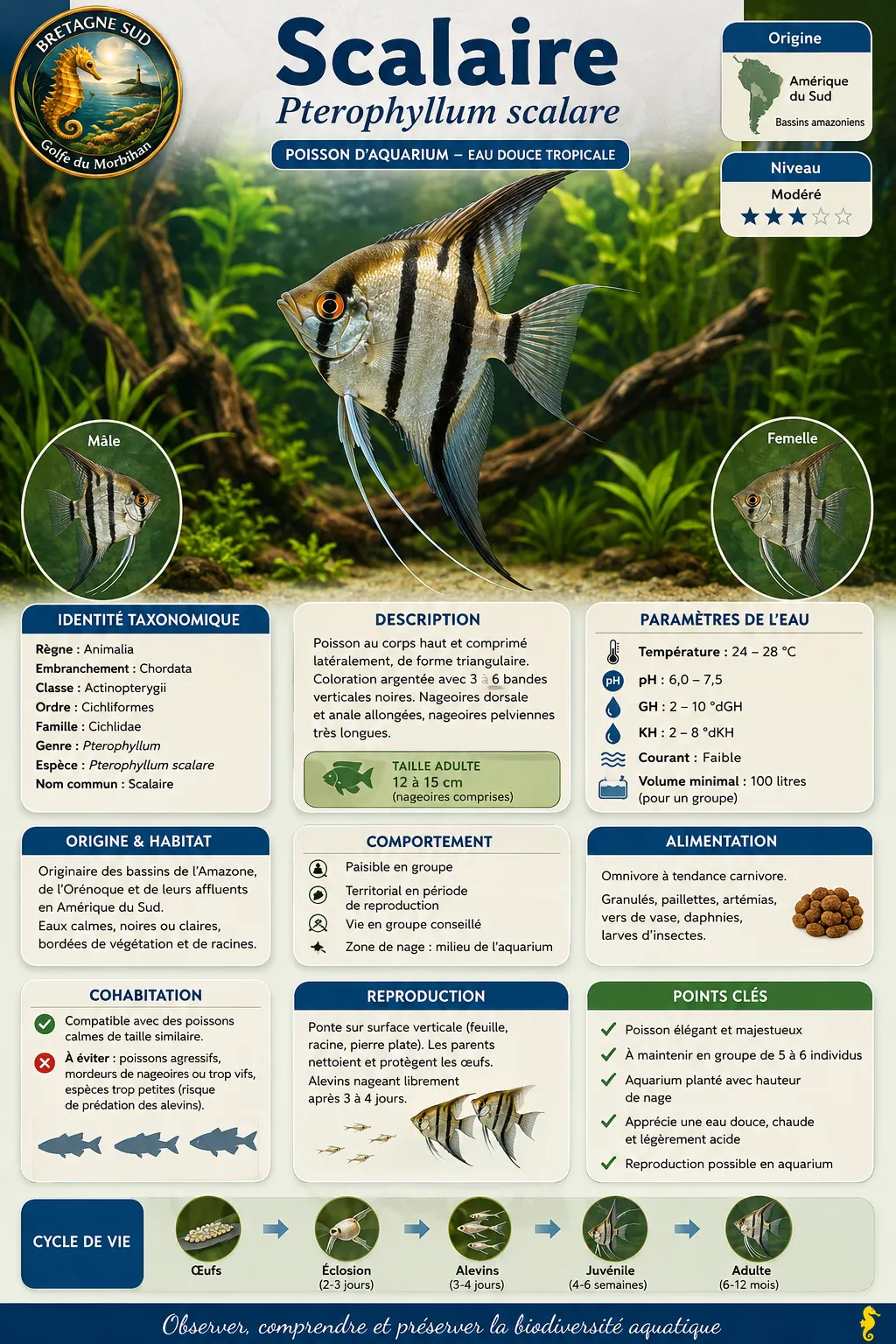Infographie sur le poisson scalaire d’aquarium tropical