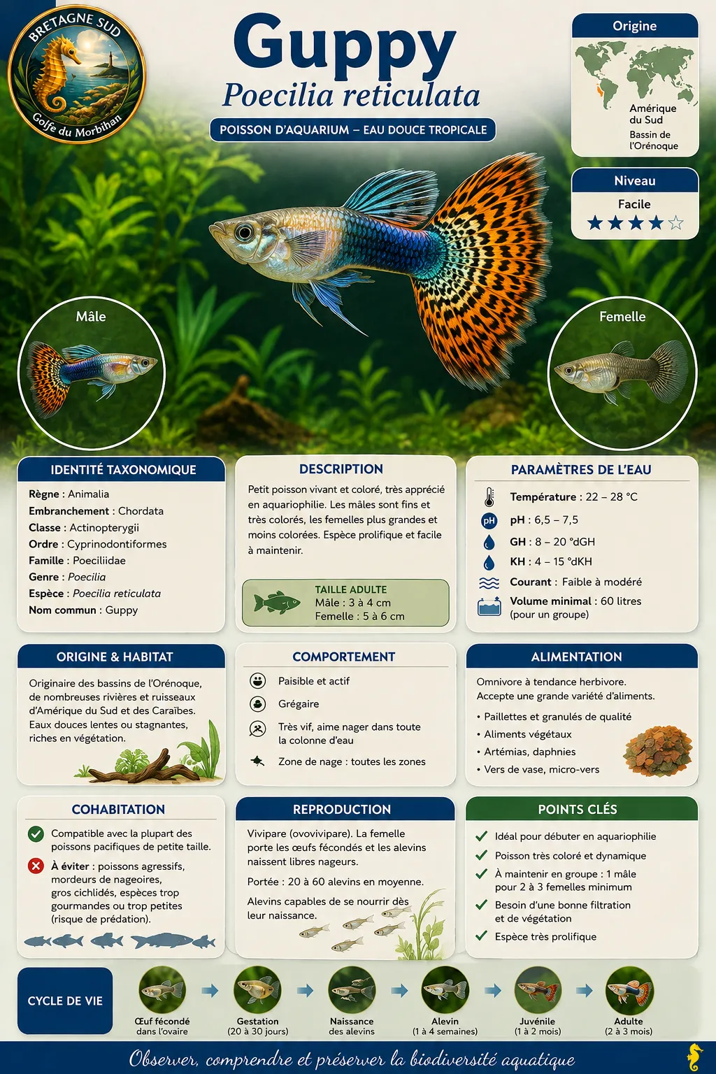 Infographie du guppy Poecilia reticulata en aquarium