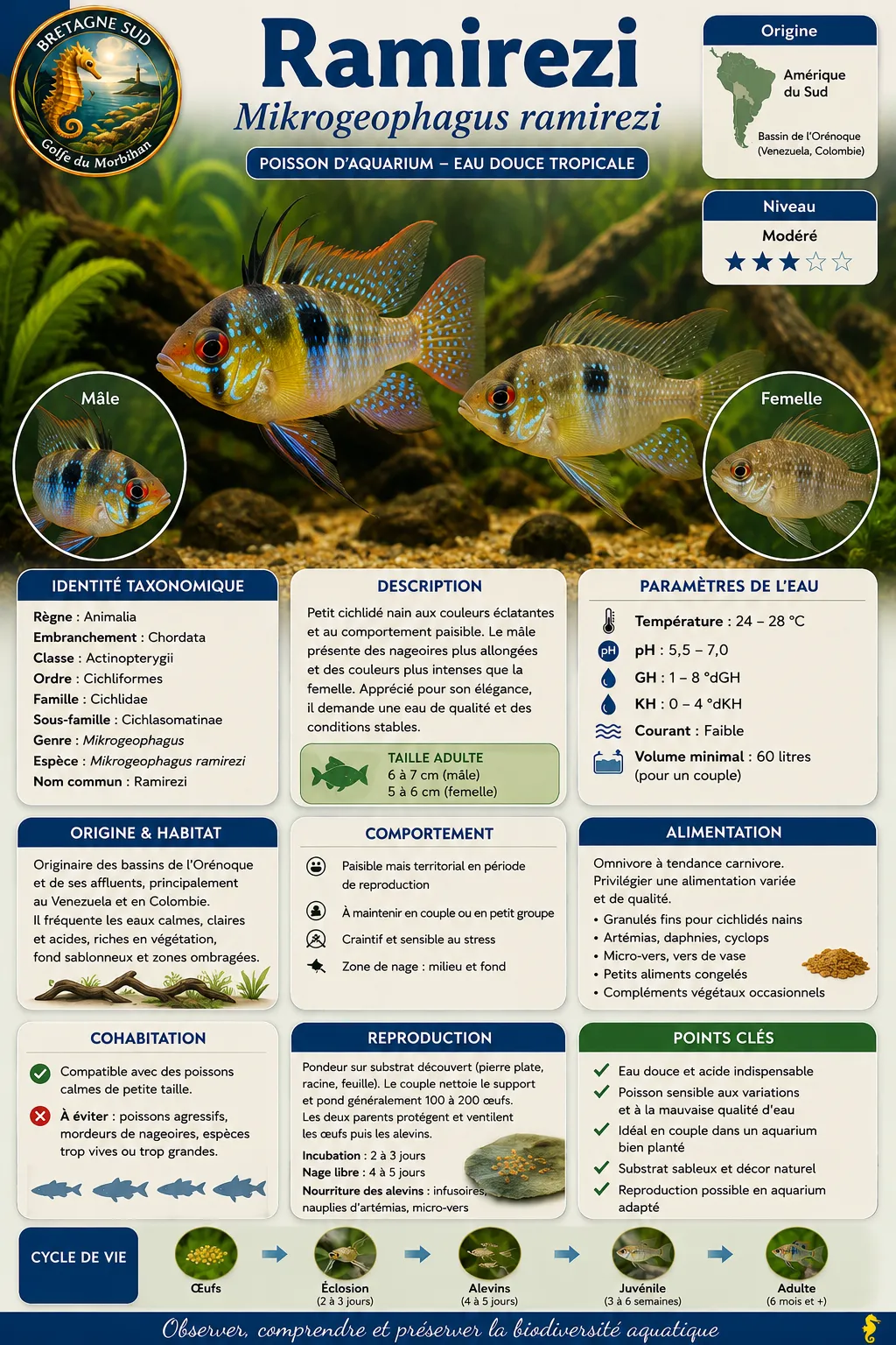 Mikrogeophagus ramirezi